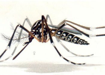 Moustiques : La Floride va en relâcher 750 millions génétiquement modifiés