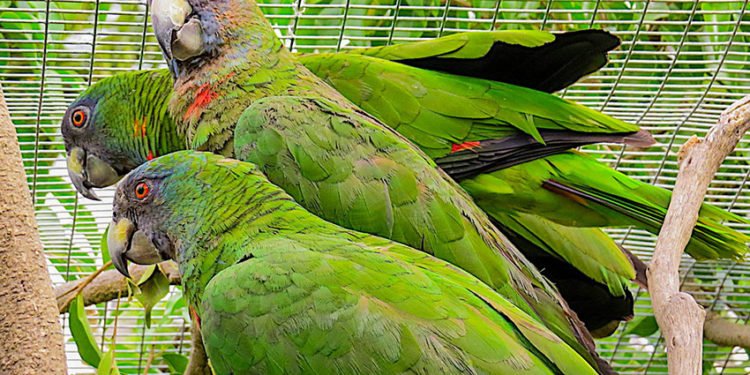 Assistant maternel : La PMI de Saint-Barthélemy veut promouvoir la profession