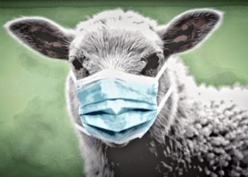 Devoir de mémoire : Cayenne débaptise la « rue Christophe Colomb »