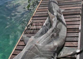 Saint-Kitts et Nevis : Une jeune femme victime d’un requin