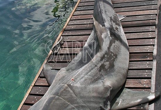 Saint-Kitts et Nevis : Une jeune femme victime d’un requin