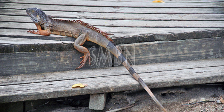 Biodiversité en Guadeloupe : Lancement de la première Agence régionale de la biodiversité d’outre-mer