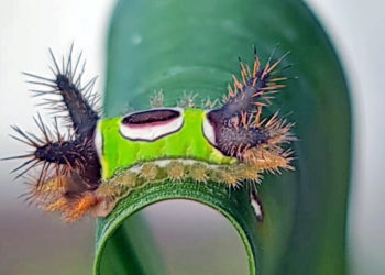 Faune exotique : Une chenille inconnue détectée à Saint-Barthélemy