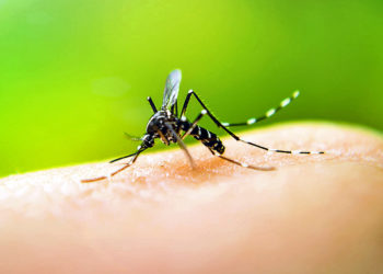 Dengue en Guadeloupe : Fin d’une épidémie historique !