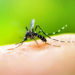 Dengue en Guadeloupe : Fin d’une épidémie historique !