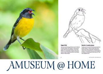 Animations ludiques : Amuseum@Home propose des activités pédagogiques gratuites