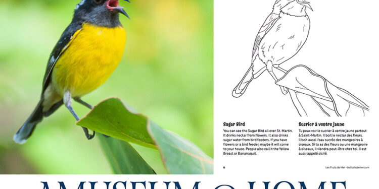 Animations ludiques : Amuseum@Home propose des activités pédagogiques gratuites