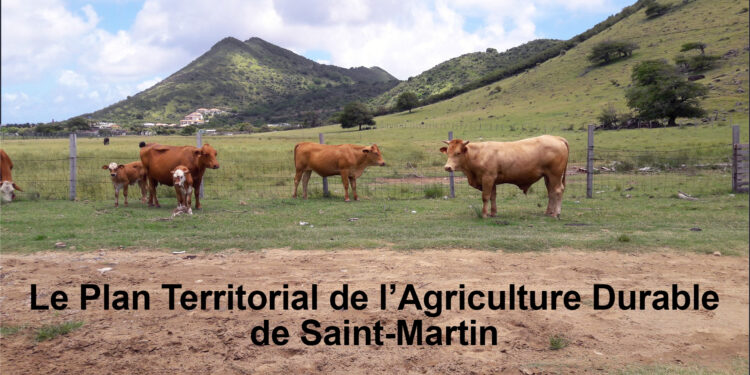 Plan territorial de l’agriculture durable de Saint-Martin : Signature de l’arrêté préfectoral