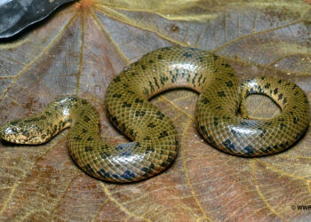 Un réseau de trafiquants de reptiles démantelé : Dix-sept personnes interpellées