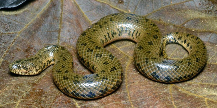 Un réseau de trafiquants de reptiles démantelé : Dix-sept personnes interpellées