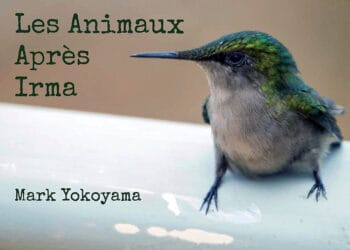 Impact de l’ouragan Irma sur la faune : Un nouveau livre publié par l’association Les Fruits de Mer
