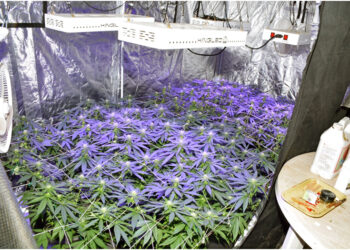 Culture de marijuana : Une perquisition fructueuse