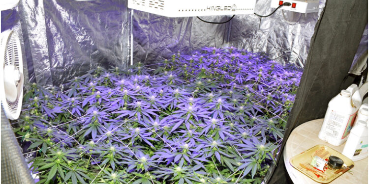 Culture de marijuana : Une perquisition fructueuse