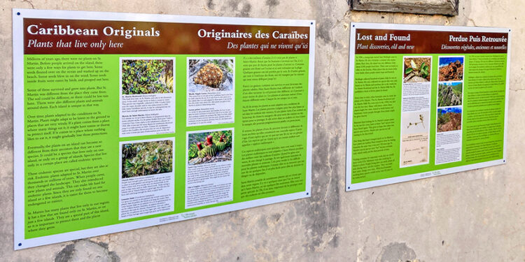 Exposition à l’Amuseum Naturalis : Présentation de plantes uniques à Saint-Martin