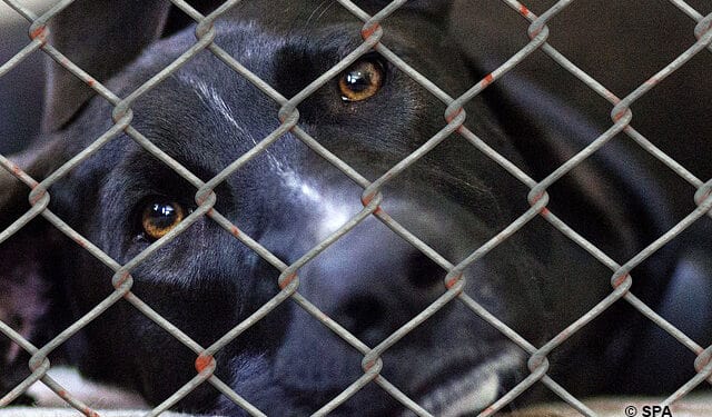 Capture de chiens errants : La fourrière va être réactivée
