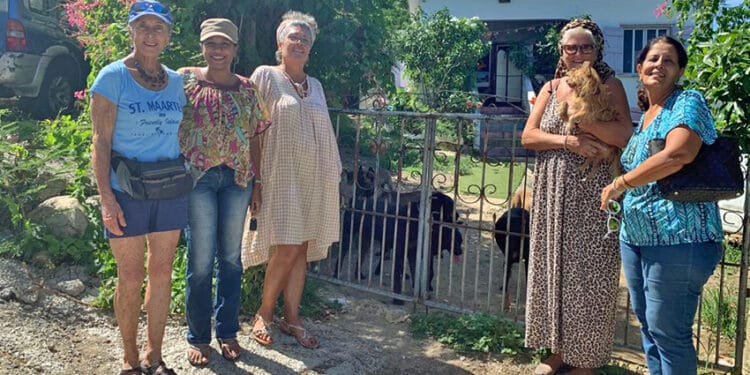 Stérilisation des animaux : L’association I Love My Island Dog reçoit un soutien