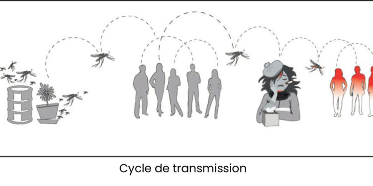 Recrudescence de la dengue : Vigilance pour les îles du Nord