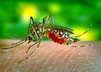 Dengue : Fin de l’épidémie pour les îles du Nord