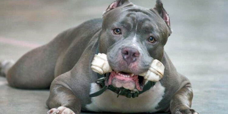 Incident avec des pitbulls : Un propriétaire condamné à une amende