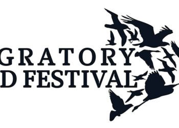 Amuseum Naturalis : Festival des Oiseaux Migrateurs de Saint-Martin